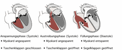 herzzyklus