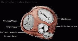 Ventilebene desHerzens