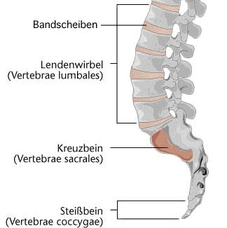 wirbels1